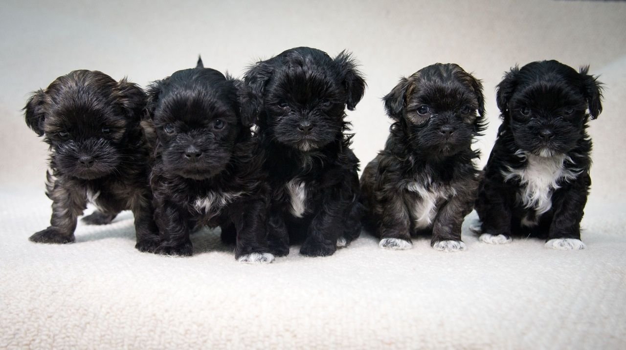 Lhasa Poo Pictures